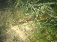 Syngnathus acus