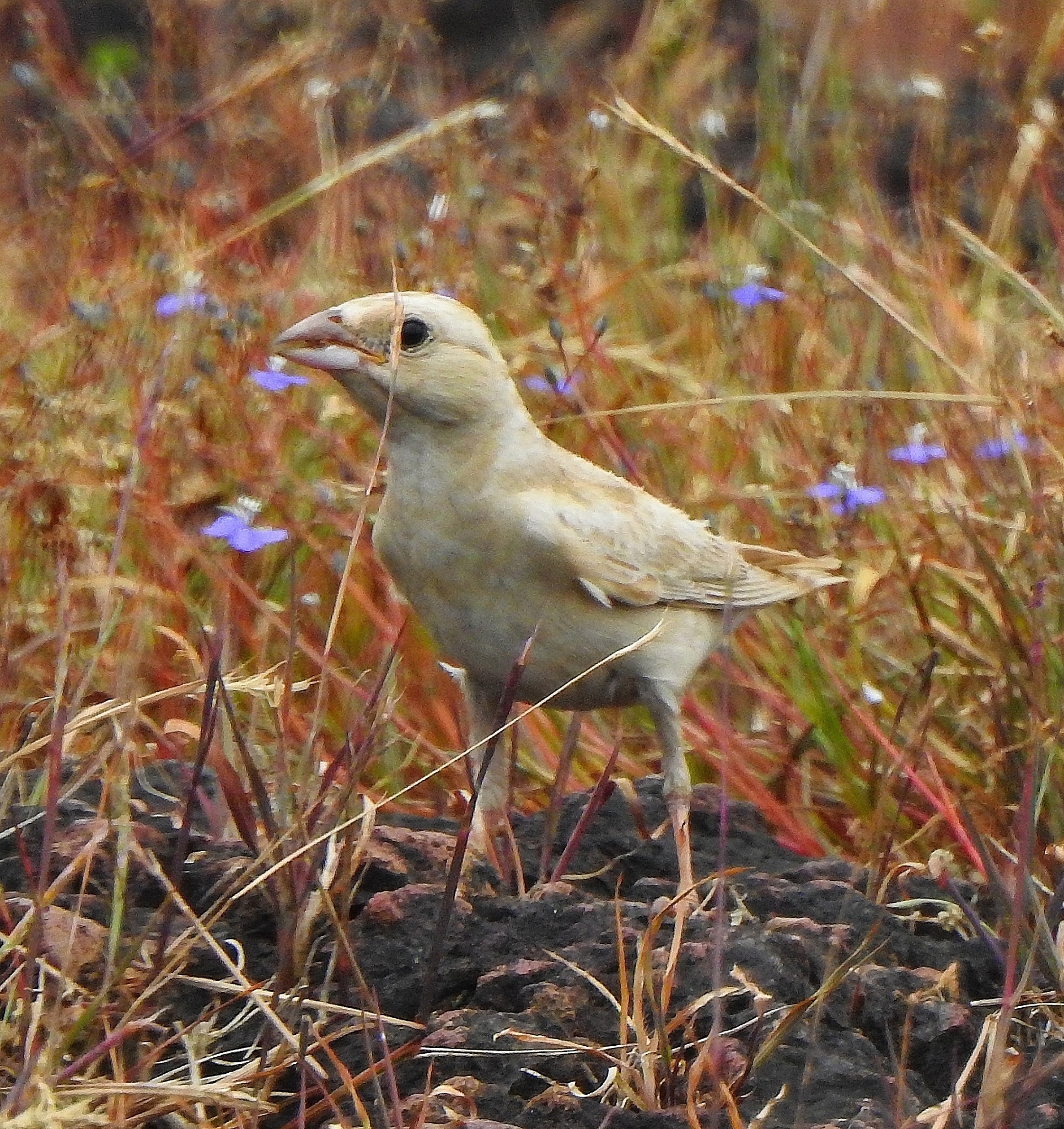Pale Rockfinch (Carpospiza brachydactyla), photo 10