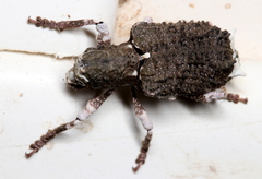 Aesiotes leucurus