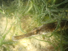 Syngnathus acus
