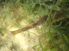 Syngnathus acus