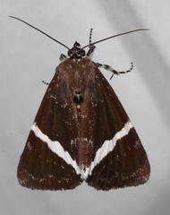 Coenotoca subaspersa