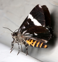 Coenotoca subaspersa