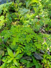 Indigofera pseudotinctoria
