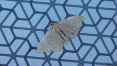 Philereme vetulata