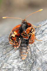 Euphydryas chalcedona sierra