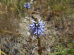Veronica barrelieri nitens