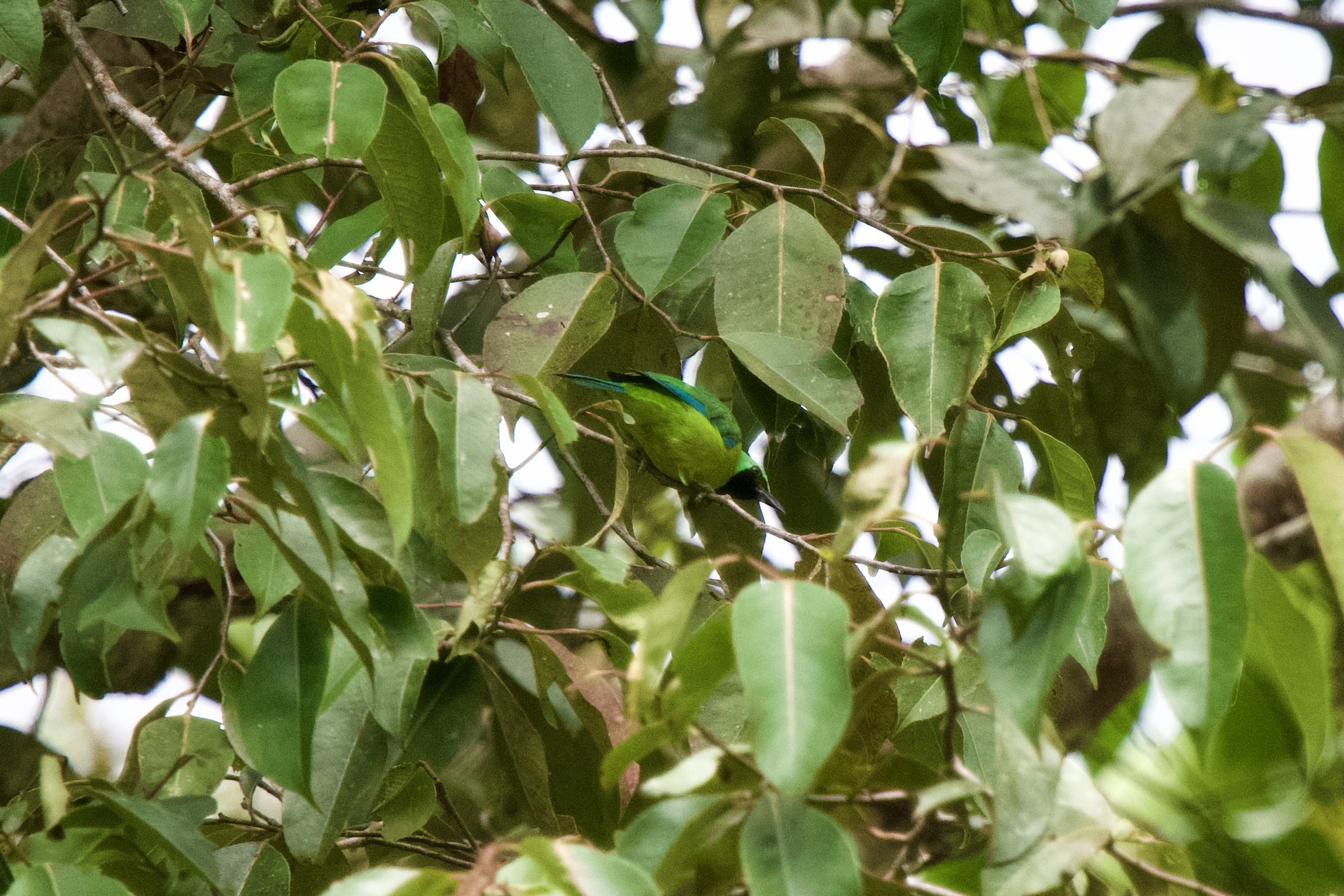 Bornean Leafbird (Chloropsis kinabaluensis), photo 6
