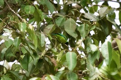 Chloropsis kinabaluensis