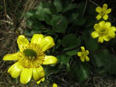 Ranunculus insignis