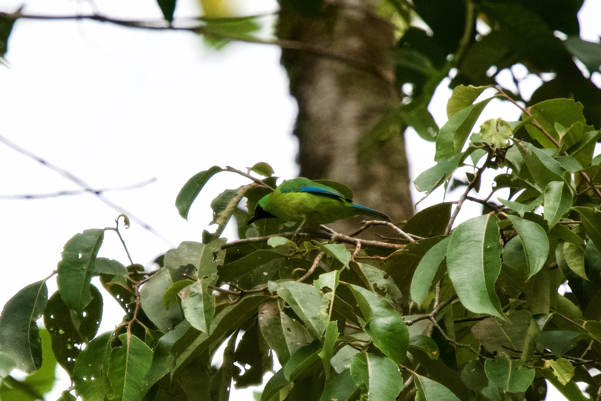 Bornean Leafbird (Chloropsis kinabaluensis), photo 7