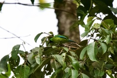 Chloropsis kinabaluensis