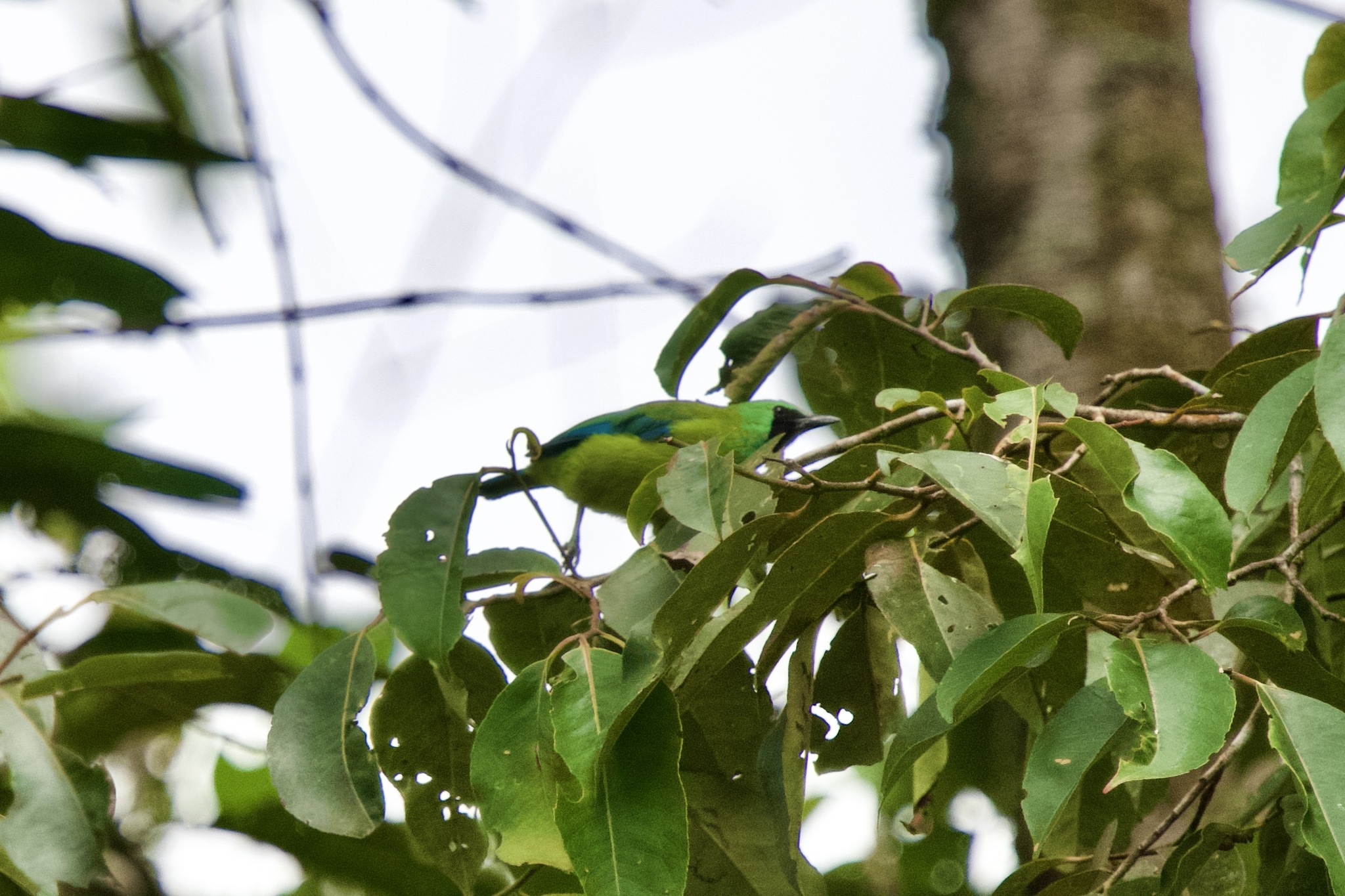Bornean Leafbird (Chloropsis kinabaluensis), photo 8