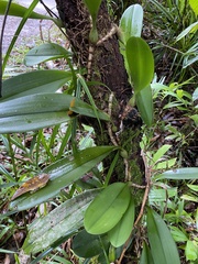 Bulbophyllum baileyi