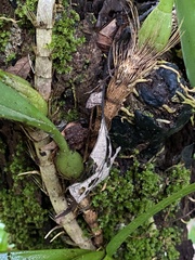 Bulbophyllum baileyi