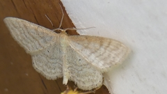 Idaea macilentaria