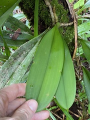 Bulbophyllum baileyi