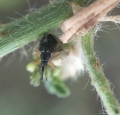 Pseudapion rufirostre