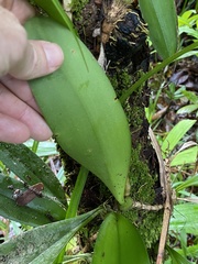 Bulbophyllum baileyi
