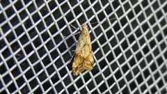 Brachmia blandella