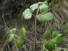 Gingidia trifoliolata