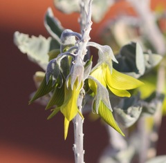 Crotalaria cunninghamii