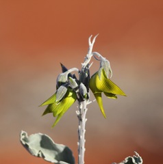 Crotalaria cunninghamii