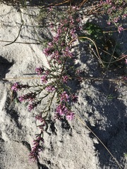 Amphithalea ericifolia