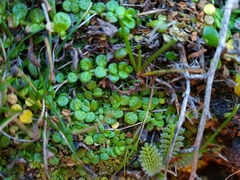 Epilobium komarovianum