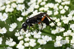 Cryptocheilus versicolor