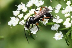 Cryptocheilus versicolor