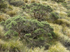 Brachyglottis cassinioides