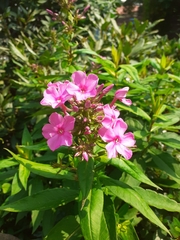 Phlox paniculata