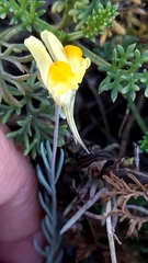 Linaria polygalifolia