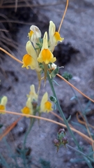 Linaria polygalifolia