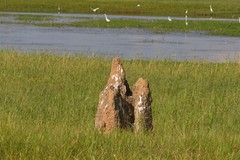 Nasutitermes triodiae