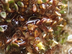 Actinotus novae-zelandiae