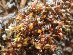 Actinotus novae-zelandiae