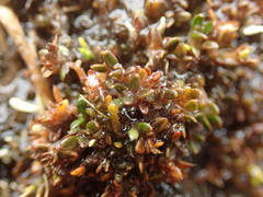 Actinotus novae-zelandiae
