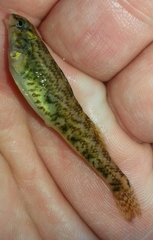 Etheostoma coosae