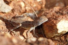 Ctenophorus caudicinctus