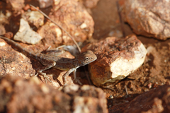Ctenophorus caudicinctus