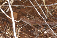 Ctenophorus caudicinctus