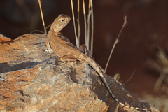 Ctenophorus caudicinctus