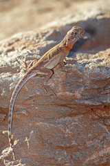 Ctenophorus caudicinctus