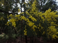 Acacia silvestris