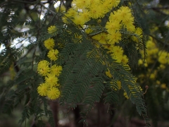 Acacia silvestris