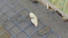 Idaea macilentaria