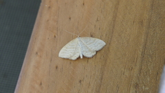 Idaea macilentaria