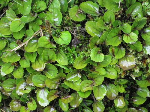 Gunnera densiflora, photograph 5